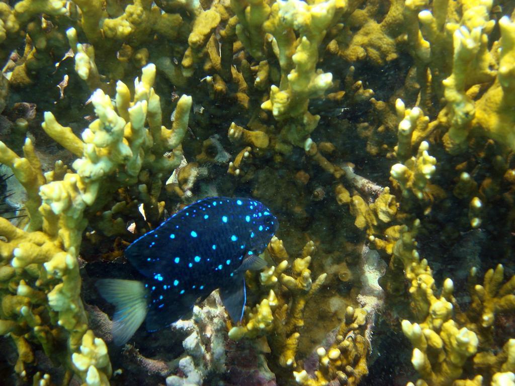 ホテル ポーサダ サブリナ Maceió エクステリア 写真